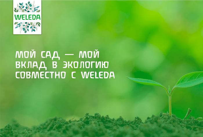 Картинка Кейс Weleda: как запустить проект по озеленению и привлечь более 1000 участников