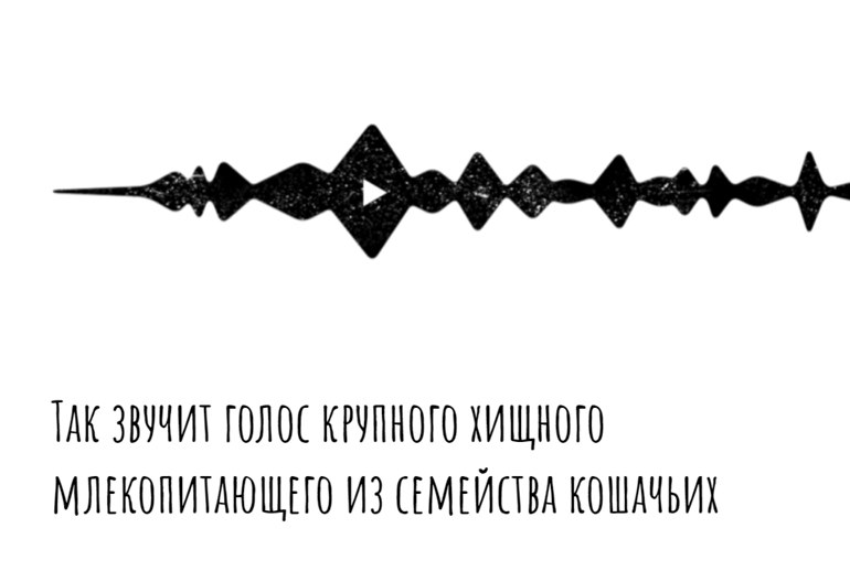 Картинка Снежные барсы попросили о помощи в «Звуке»
