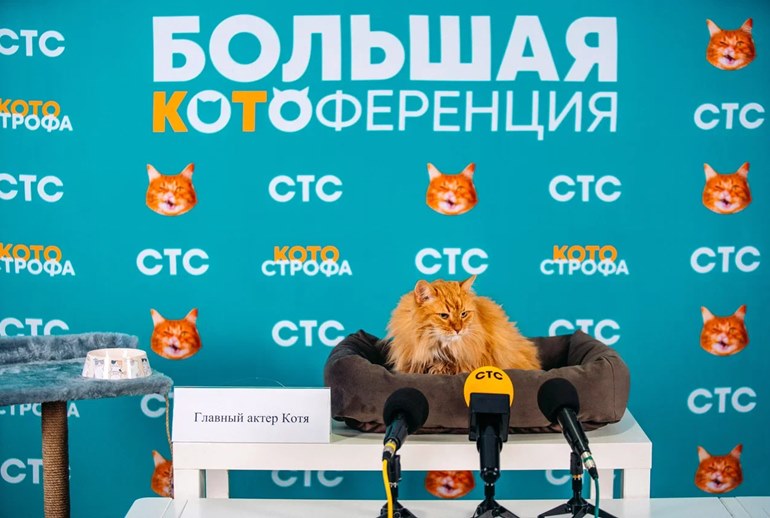 Картинка СТС провел первую котоференцию
