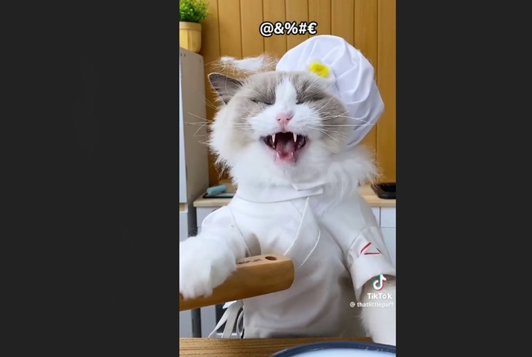 Картинка Летающий зубр в Сан-Франциско, кошачий фуд-блогер и фейк-реклама — креативы в TikTok