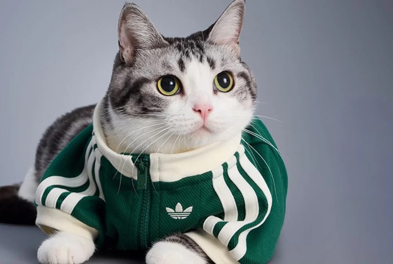 Картинка Adidas выпустил пуховики и куртки для домашних питомцев