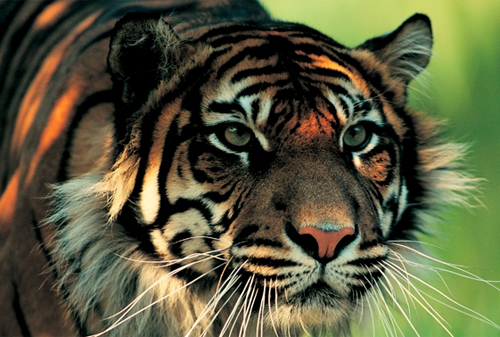 Картинка В Porsche запретили дилерам использовать живых тигров для рекламы Macan