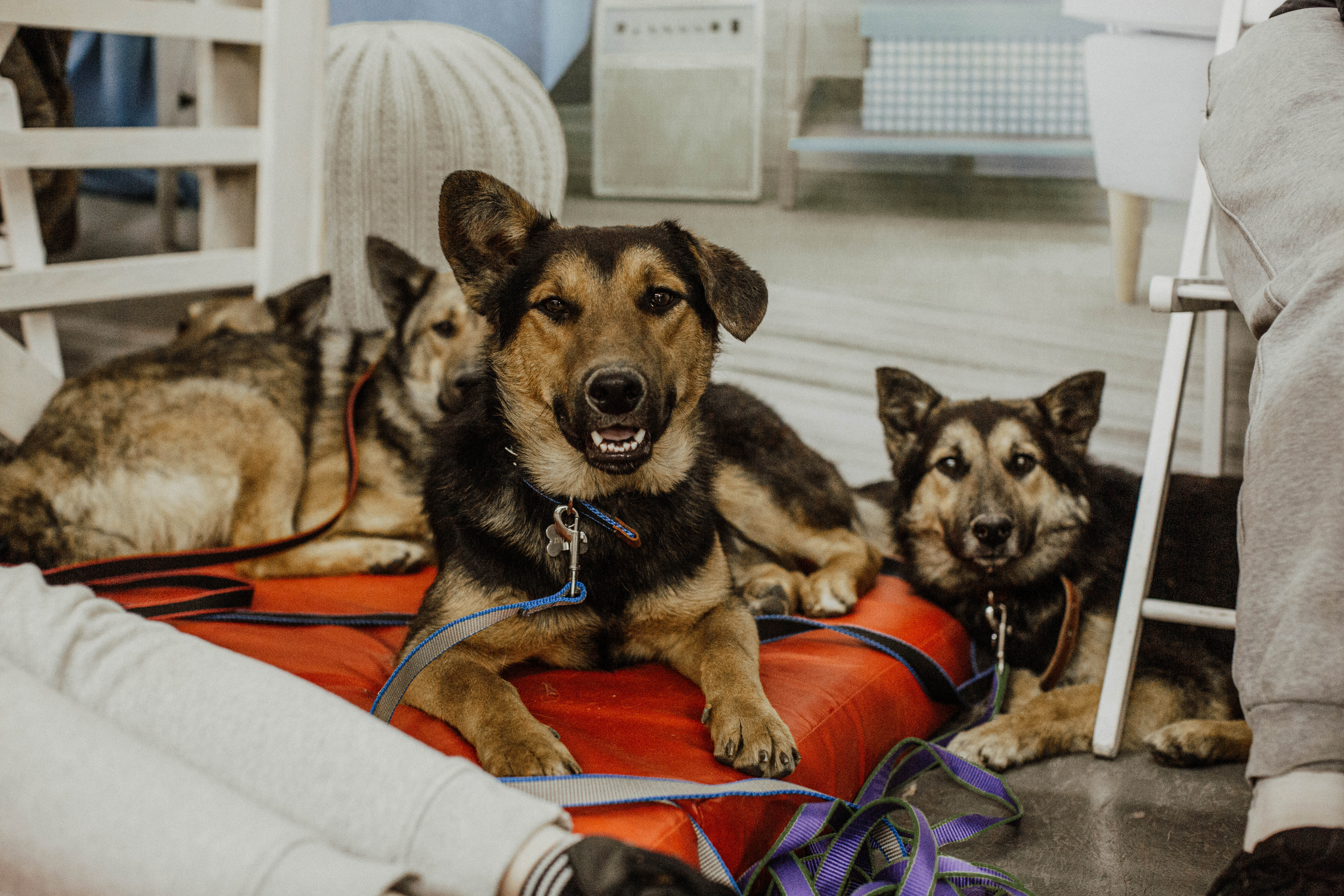 Кейс «Квант»: 1000 собак и кошек обрели свой дом благодаря онлайн-сервису «Хвосты и Лапки»
