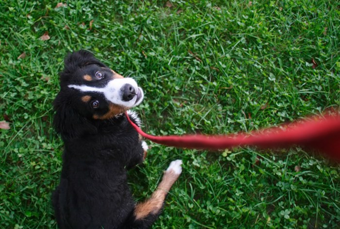 Изображение к Спрос на косметику для животных в России вырос в несколько раз