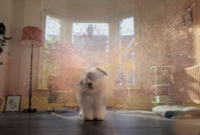 Изображение к Dulux вернул 65-летнего маскота-собаку ради силы цвета