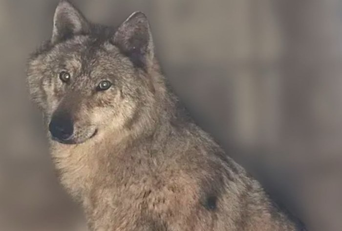 Изображение к Как волк Ныкку сбежал из зоопарка и стал звездой корейского интернета