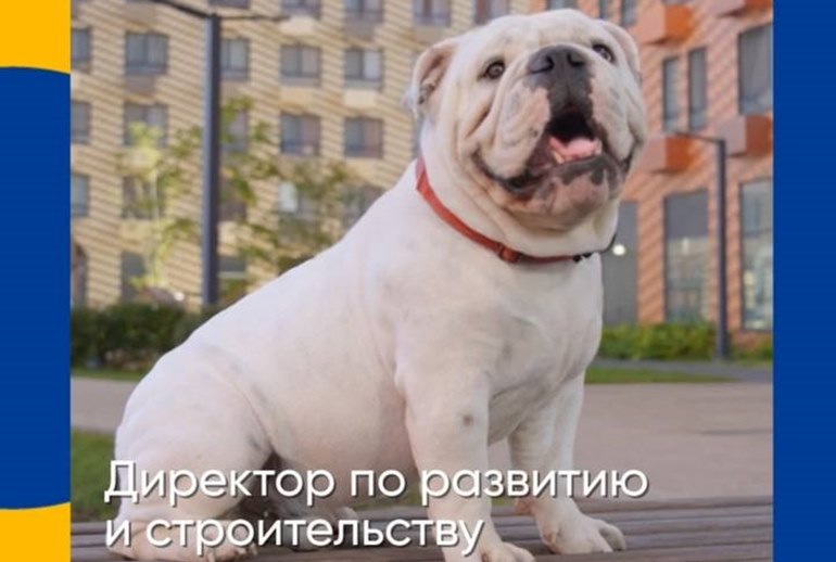 Картинка Сотрудники «Ленты» стали пушистыми питомцами в новом сериале