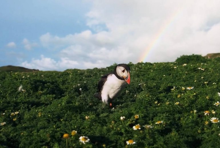 Картинка Авиакомпания доказала, что Исландия — настоящая
