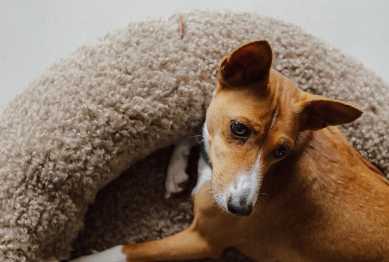 Картинка Четвероногие питомцы получили линейку домиков и подушек от divan.ru 