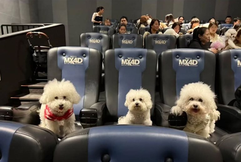 Картинка Китайские кинотеатры показали второй «Зверополис» собакам