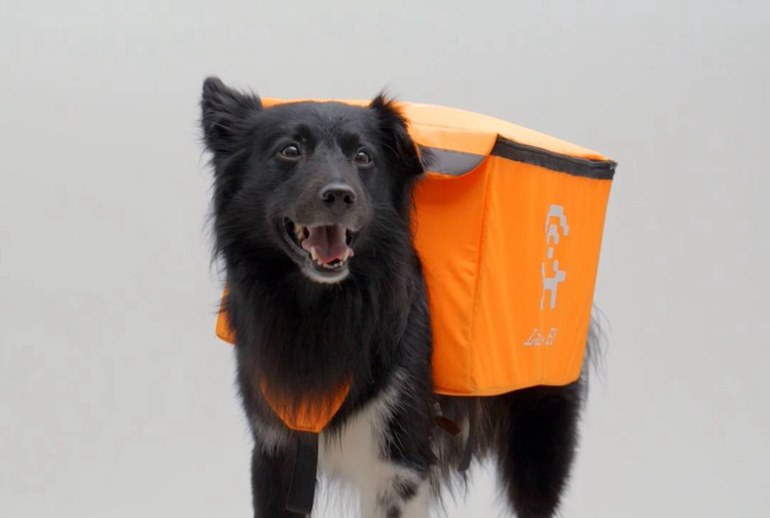 Картинка «Мотив» придумал раздавать «лай-фай» с помощью собак 