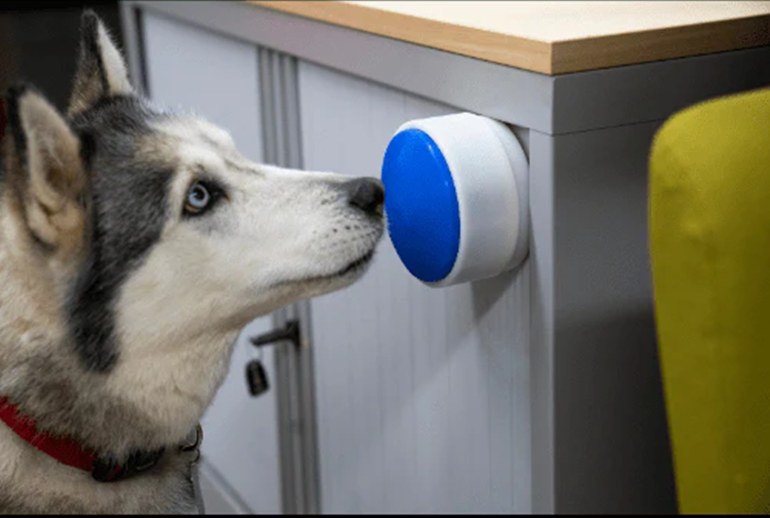 Картинка Собаки получили свой «умный» выключатель света