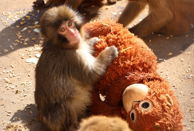 Картинка IKEA приняла в свои объятия одинокую обезьяну Панча