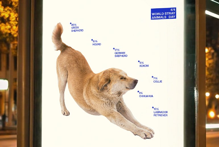 Картинка Плакаты с «составом» бездомных кошек и собак появились на улицах Греции