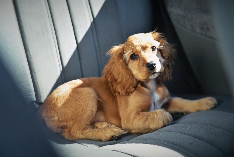 Картинка Citroën нашел способ успокоить животных в машине