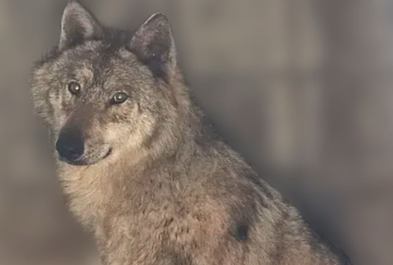 Картинка Как волк Ныкку сбежал из зоопарка и стал звездой корейского интернета