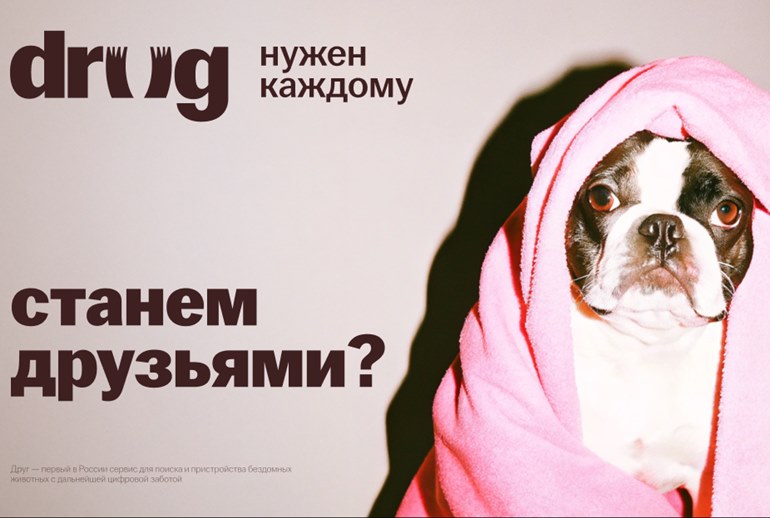 Картинка В России создали платформу «Друг» для поиска дома бездомным животным