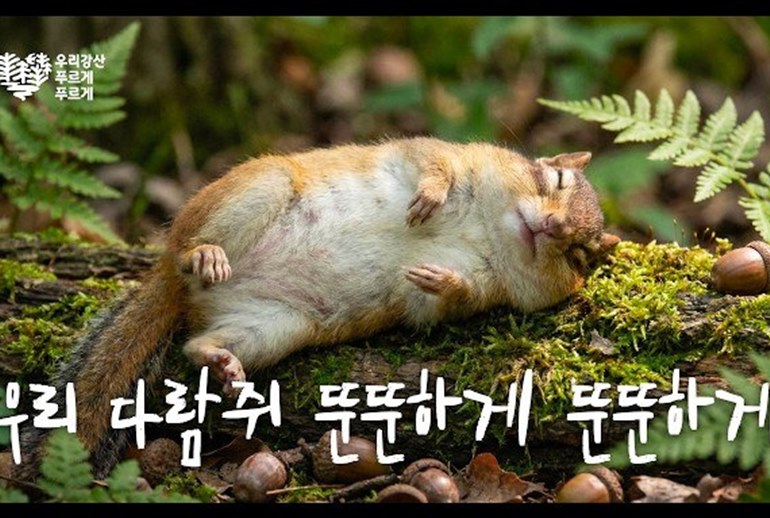 Картинка Корейская Yuhan‑Kimberly заставила лесных обитателей говорить ради поколения Z