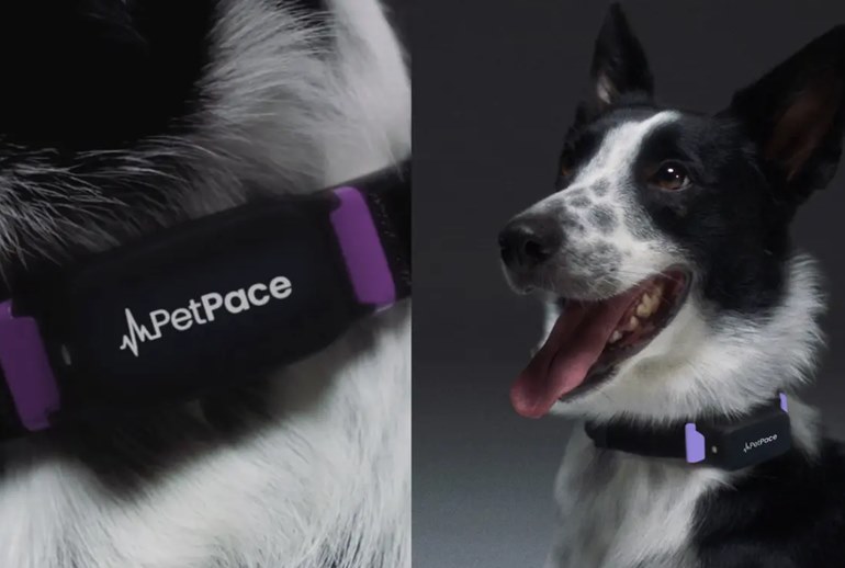 Картинка PetPace рекламирует умные собачьи ошейники для спасения людей от землетрясений