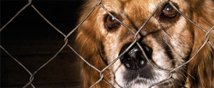 Картинка Чилийское TBWA/Frederick заточило собак в цифровые билборды