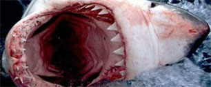 Картинка Discovery Channel продолжает пугать австралийцев акулами
