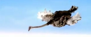 Картинка Cadbury научила страусов летать