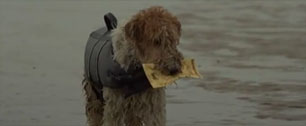 Картинка Преданный пес не простил предательства своему хозяину в ролике от  DDB New Zealand