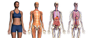 Картинка Google перевёл человеческое тело в 3D