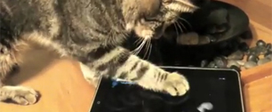 Картинка Friskies разрекламировала себя с помощью iPad-игр для кошек