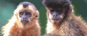 Картинка Стартовала первая в мире нечеловеческая рекламная кампания - для обезьян
