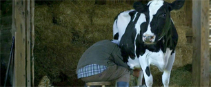 Картинка В рекламе Zippo предупреждают, что корова не любит холодные руки