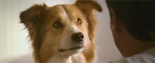 Картинка Nestle сделала телевизионную рекламу для собак