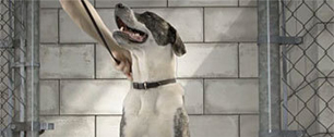 Картинка Pedigree предложила пользователям интернета онлайн-прогулки с собакой