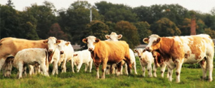 Картинка Немецкий сайт предлагает, как «повкуснее» убить корову