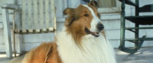 Картинка Собака Лесси стала поводом для судебного иска