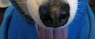 Картинка Глава "ВКонтакте" показал спецслужбам собачий язык