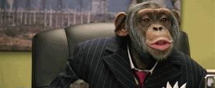 Картинка Чикагский зоопарк протестует против показа шимпанзе в рекламе