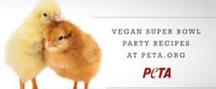 Картинка Жалобные цыплята против Суперкубка в рекламе PETA
