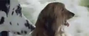 Картинка к На британском ТВ появилась реклама специально для собак