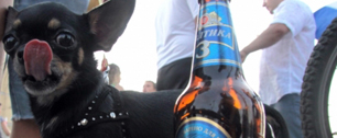 Картинка «Балтика» может обойти запрет на рекламу алкоголя