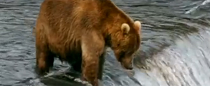 Картинка Знаменитый «ролик с медведем» обрел продолжение