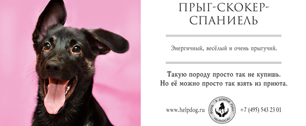 Картинка Агенство G2 Russia разработало социальную рекламу для фонда “В добрые руки” на базе Шереметьевского приюта