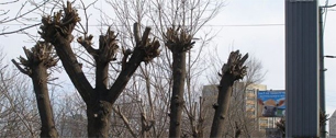 Картинка Во Владивостоке живут и работают рекламщики-дереворезы