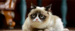 Картинка Интернет-мем Grumpy Cat стал лицом рекламы Friskies