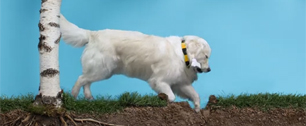 Картинка Beeline Tricky Dog – первый «stop motion» ролик с собаками в главных ролях