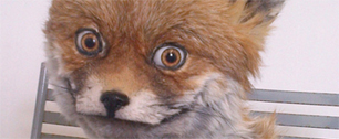 Картинка Создательница "упоротого лиса" выставила на eBay новое чучело
