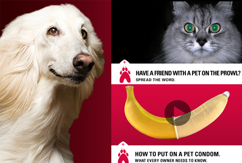 Картинка Защитники животных создали презервативы для кошек и собак для рекламы кастрации
