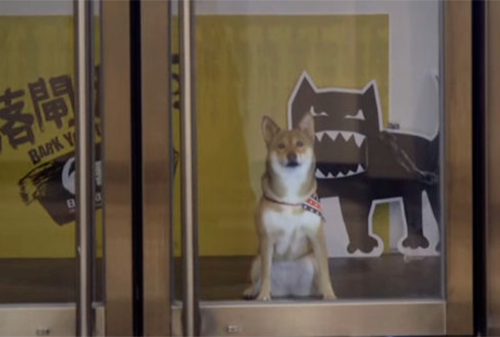 Картинка Saatchi & Saatchi натравило собак на креативщиков, чтобы заставить их уходить домой вовремя