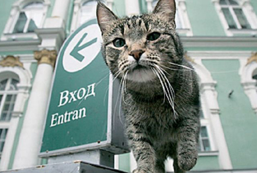 Картинка В Санкт-Петербурге патентуют бренд «Эрмитажный кот»