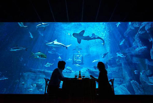 Картинка Airbnb пригласила туристов в гости к акулам